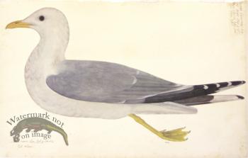 267 Swedish Birds . Larus Canus . Common Gull
